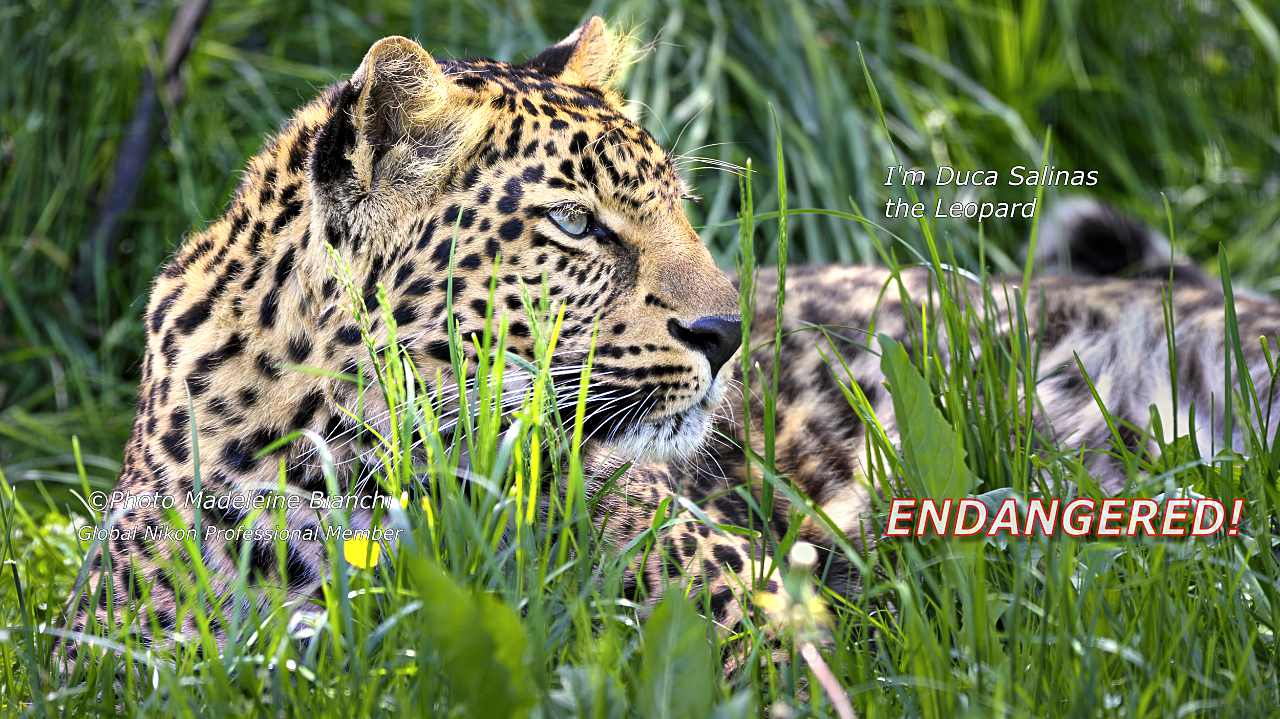 Leopard Male Duca Salinas Lies In Grass 193 12 05 10