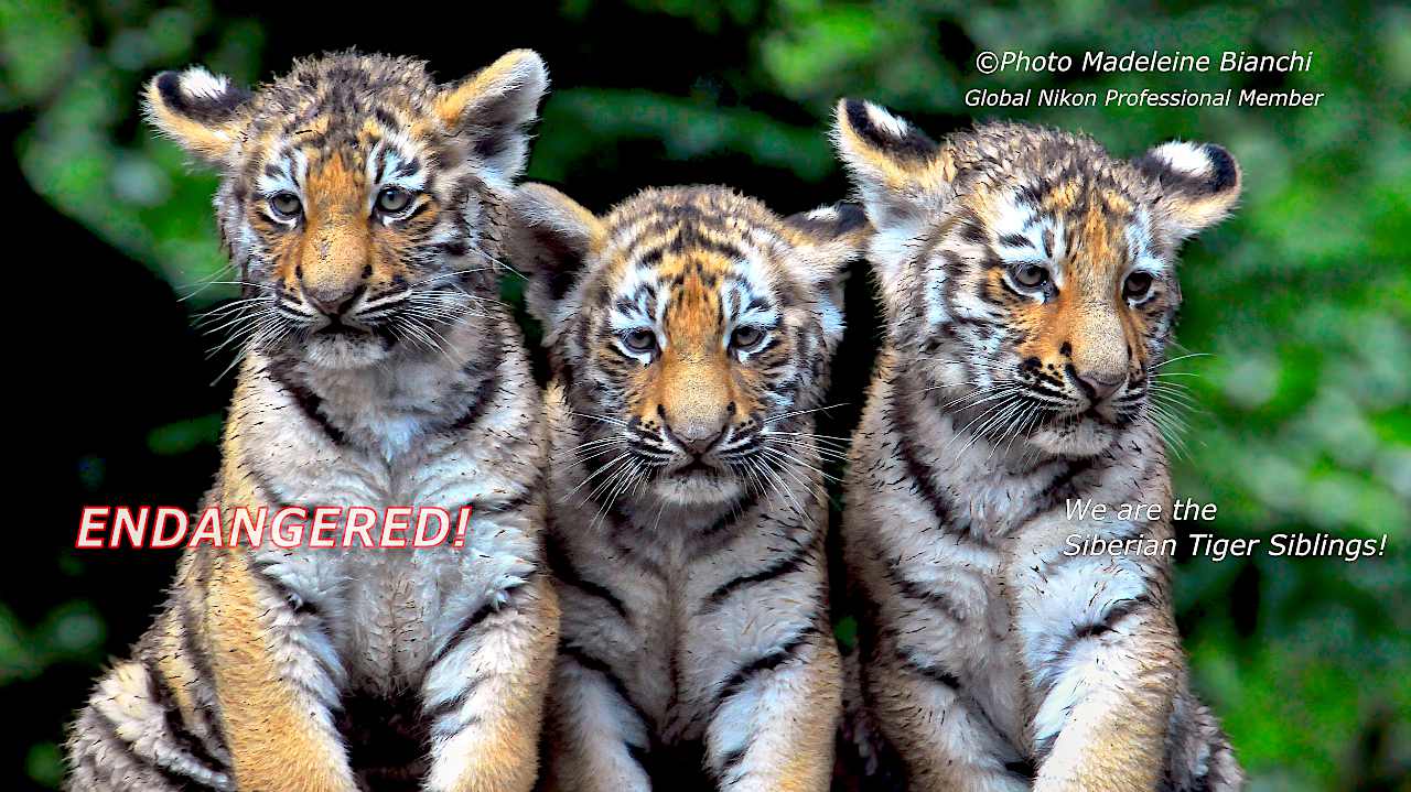 Little Siberian Tiger Triplet 11 08 03