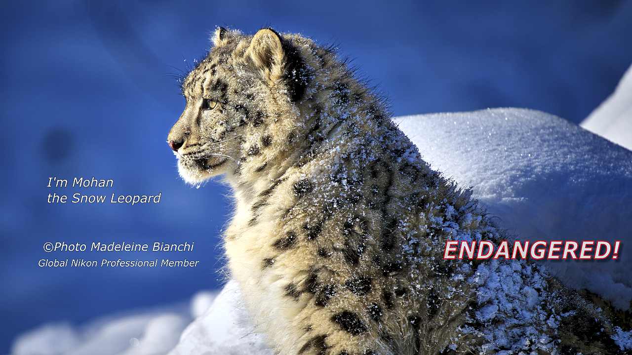 Snow Leopard Mohan Winter Snow D434738 13 01 18