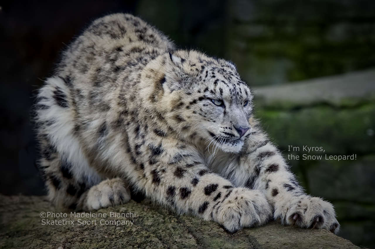 0402 Snow Leopard Kyros Sharps Claws Sideview D4 S6953 16 02 11