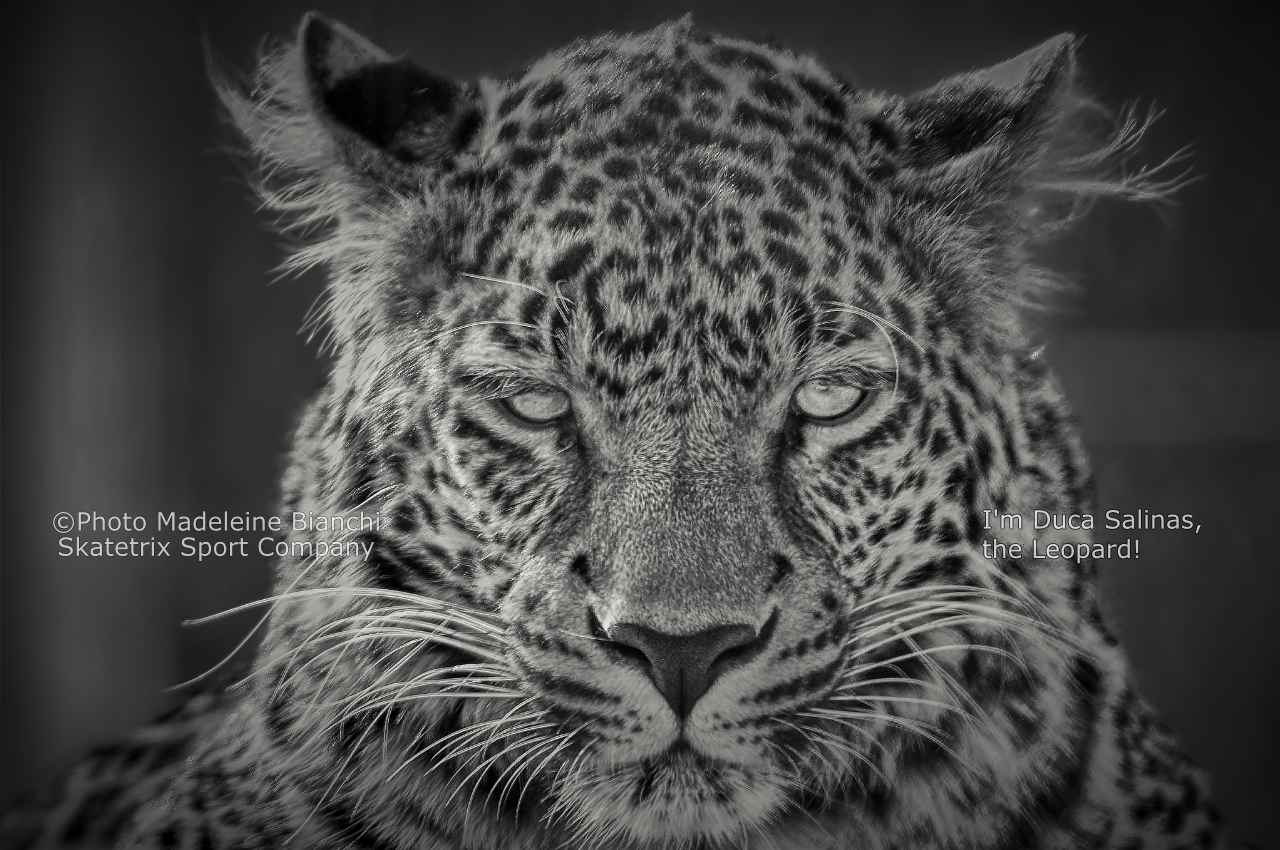 0625 Leopard Duca Salinas Portrait Frontal Bw 104 12 03 25