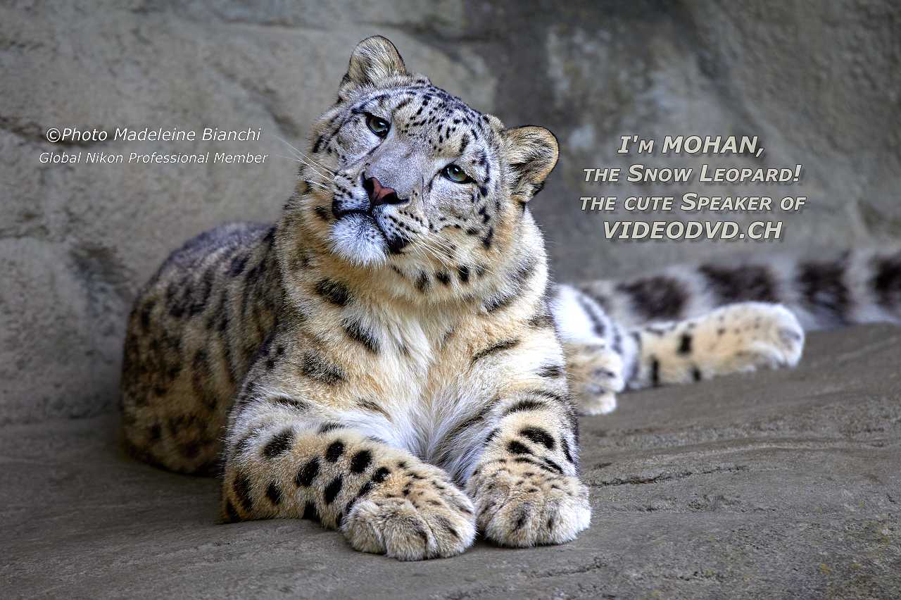 Snow Leopard Mohan