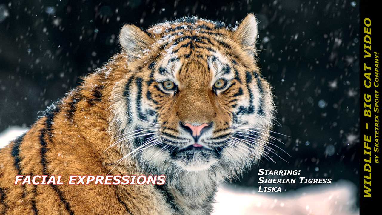 Siberian Tiger Liska Expressions Video