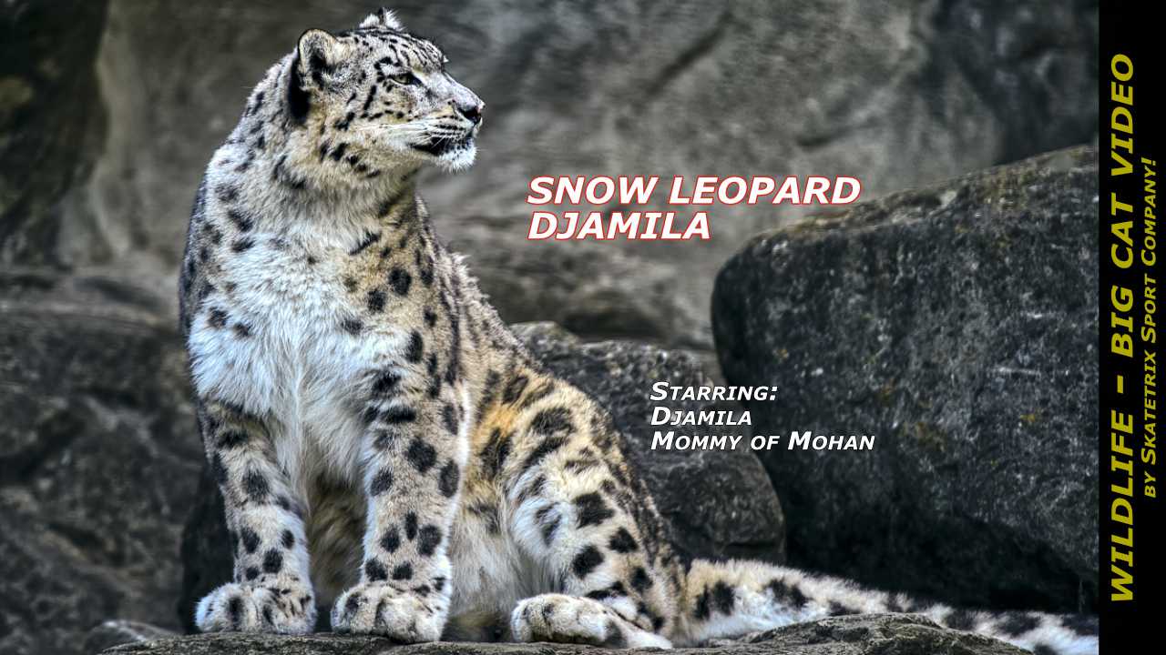 Snow Leopard Djamila Video