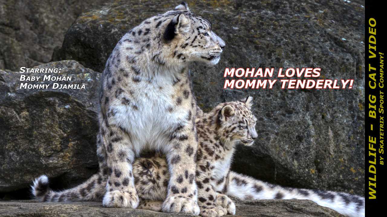 Snow Leopard Mohan 2 Video